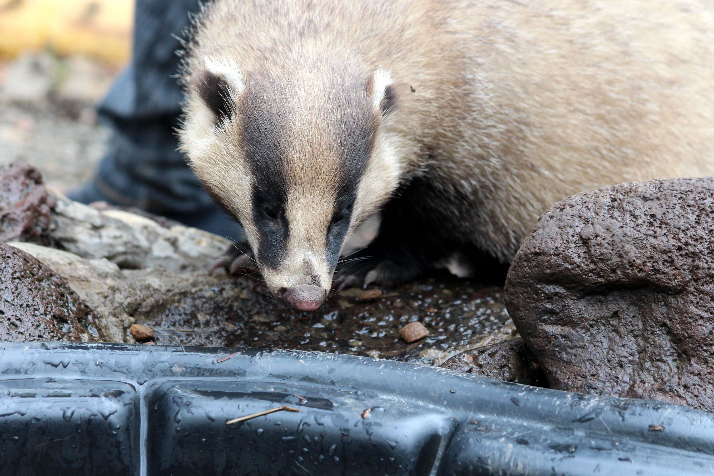 Wildlife operation: Badger sett removed from under classroom