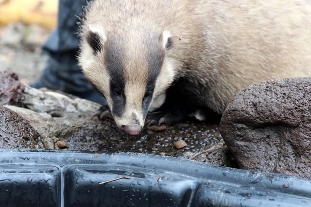Wildlife operation: Badger sett removed from under classroom