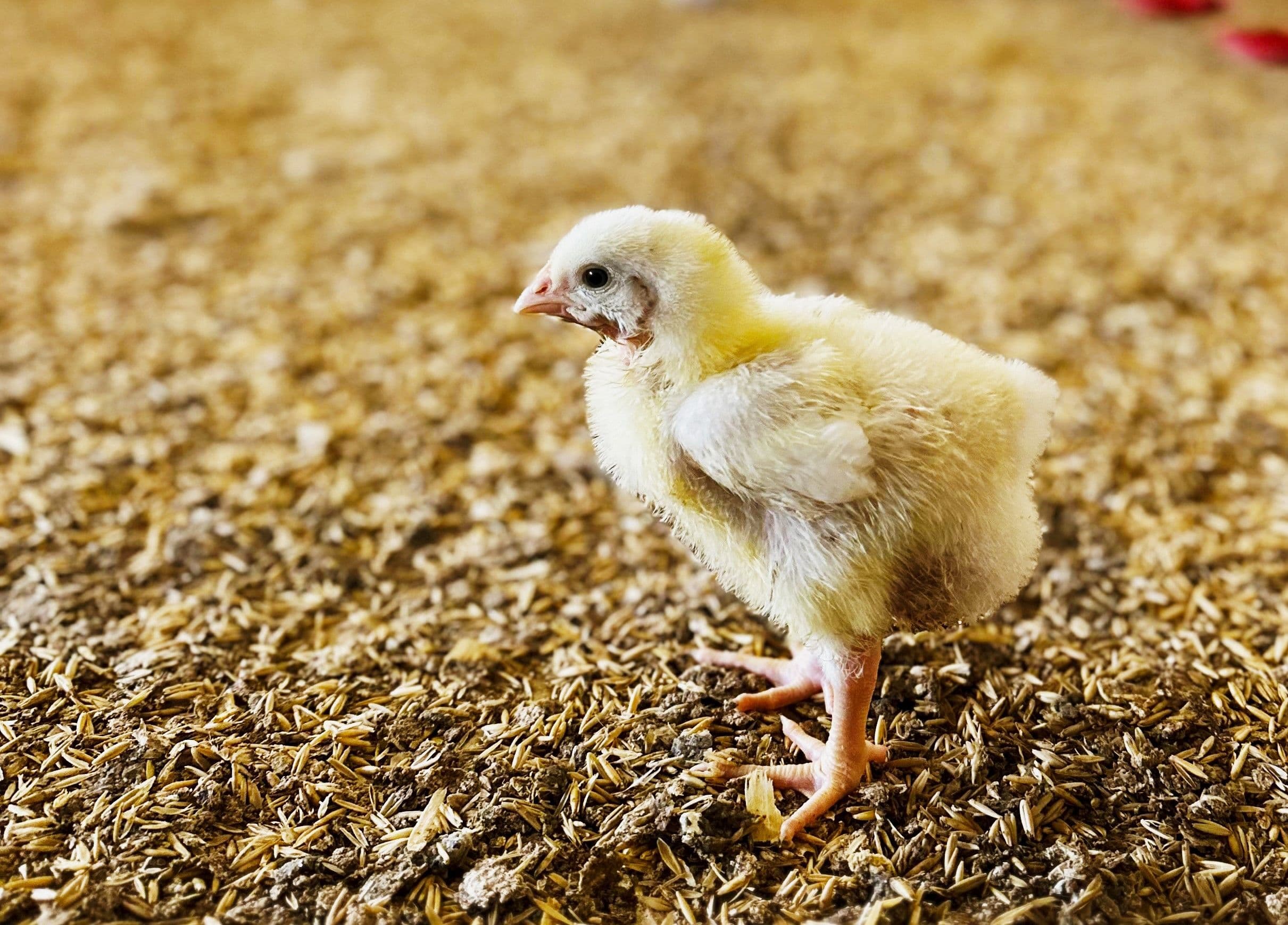 Brakes introduces enhanced welfare standard for fresh chicken