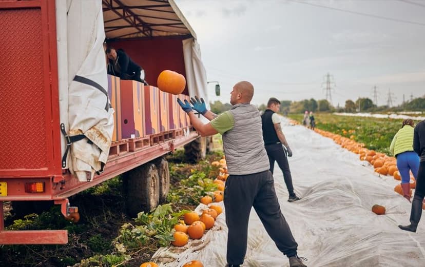 Pumpkin growers feeding UK’s halloween love affair